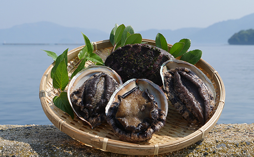 天然活アワビ1.0kg
