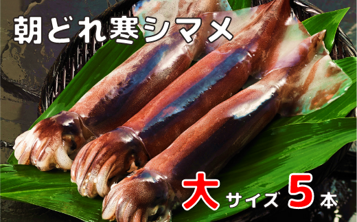 朝どれ寒シマメ大サイズセット