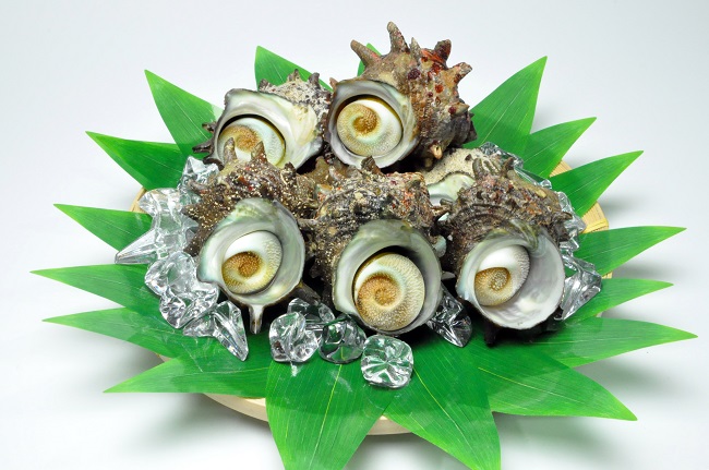 隠岐の島津戸産活さざえ3kg