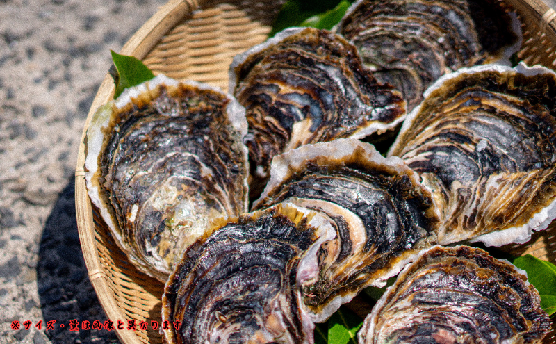 【知夫里島産】岩ガキ500g
